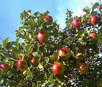 Er økologiske æbler bæredygtige?